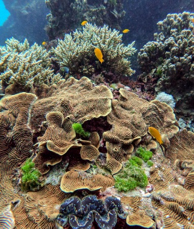 A DAY ON THE GREAT BARRIER REEF