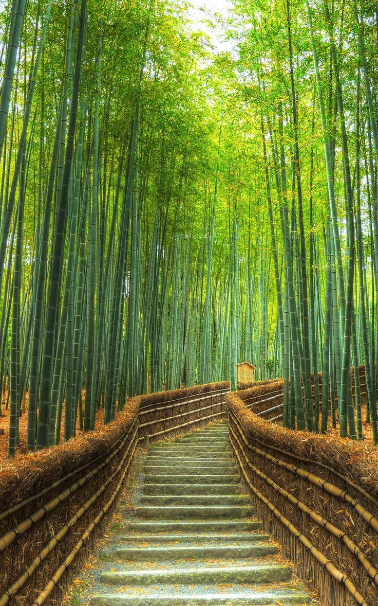 Thripy | Arashiyama Bamboo Forest, Japan 4K Video Trip